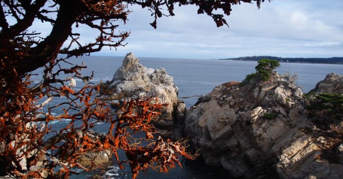 Column: Volunteering where the views are heavenly, the cause is critical, and the sea lions are barking