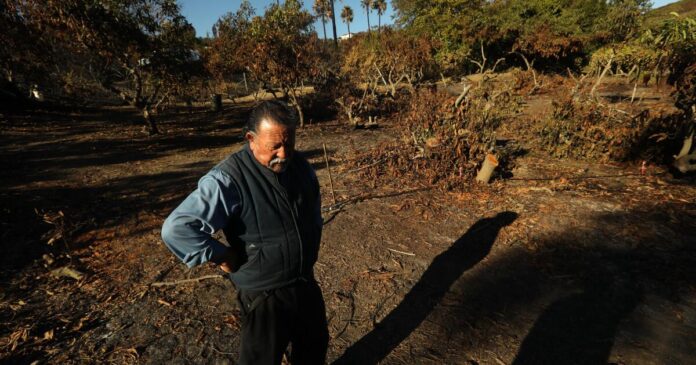 Fire burned a quarter of Ventura's avocados. Can this farmer rebuild?