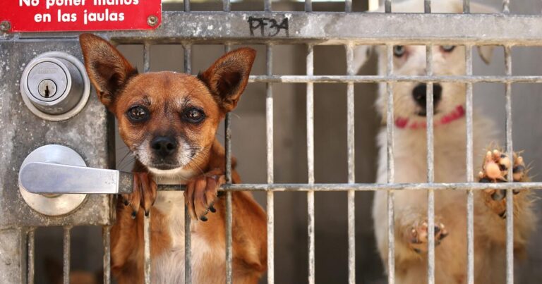 L.A. mayor vowed to save shelter animals. More dogs and cats are dying