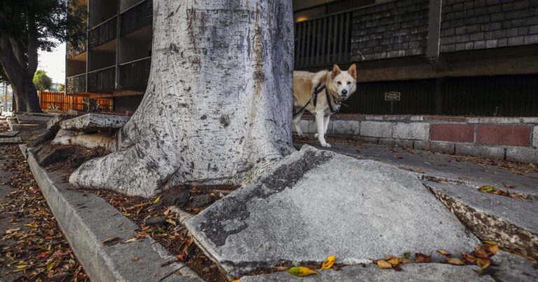 L.A. squanders millions that it could use to fix streets and sidewalks