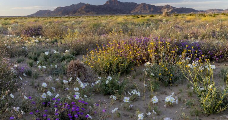 Native Americans press Biden for new national monuments in California