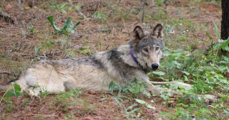 Two new wolf packs confirmed in California amid population boom