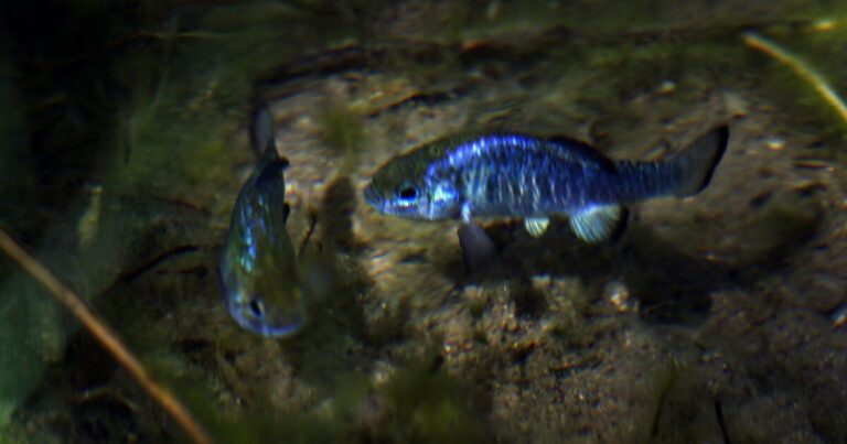 7.0 quake prompts endangered Death Valley fish species to get busy