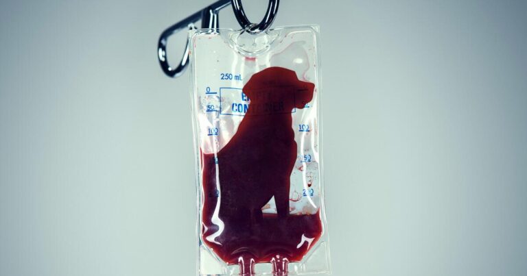 'A necessary evil': The captive dogs whose blood saves lives