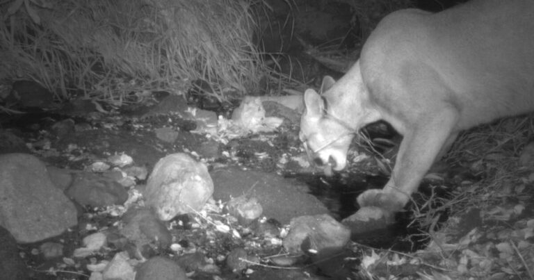 A puma seen in Griffith Park spurred hope. He is now believed dead