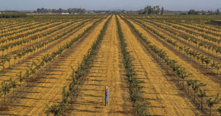 A trade war could hit California agriculture hard, study says