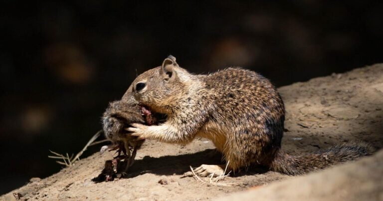 California squirrels are hunting and eating voles, UC Davis study says