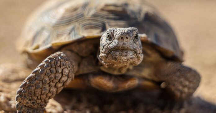 'Gitmo' in the Mojave: How the Marines are saving endangered tortoises