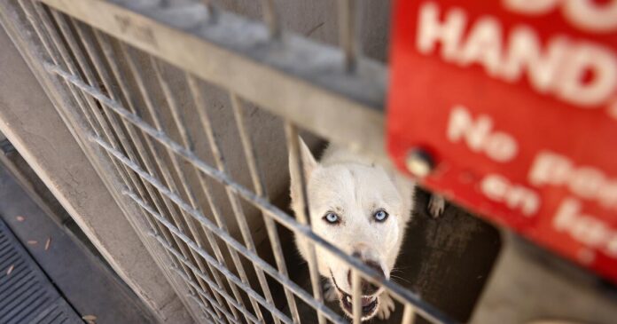 Head of L.A. Animal Services steps down amid shelter troubles