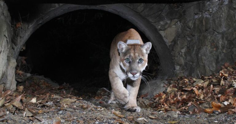 L.A. mountain lions become more nocturnal to avoid people, study finds