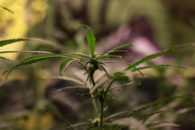 Marijuana flowers on a plant at a cannabis store.