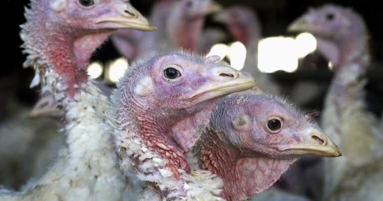 Possible H5N1 bird flu case in Marin County child; infection source unknown