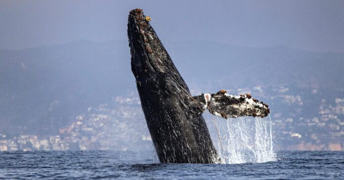 Rescue crew tries to untangle a humpback in Newport Beach